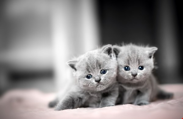 De eerste weken met je kitten: wat heb je nodig?